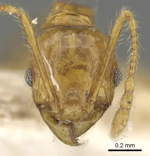 Pheidole allani specimen CASENT0901512 image casent0901512_2