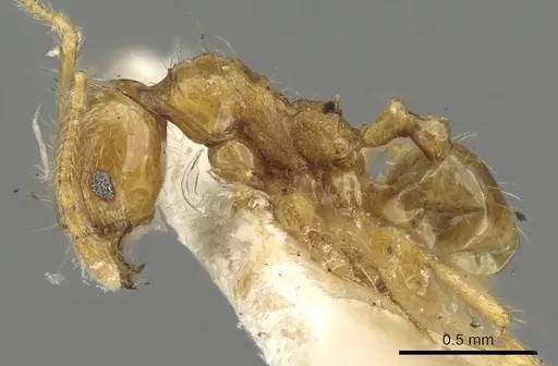 Pheidole allani specimen CASENT0901512 image casent0901512_3