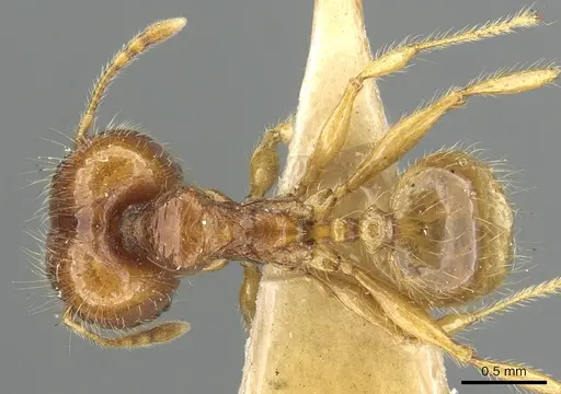 Pheidole allani specimen CASENT0901513 image casent0901513_1
