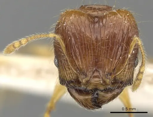 Pheidole allani specimen CASENT0901513 image casent0901513_2
