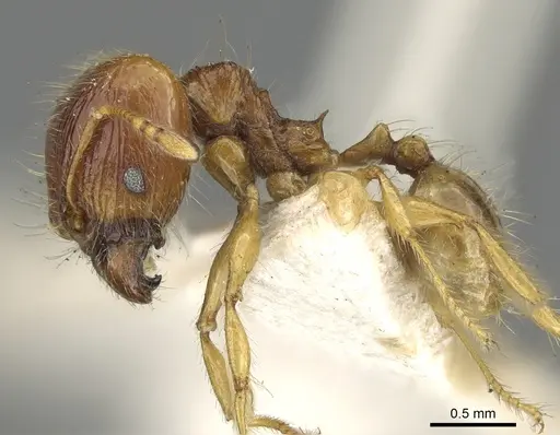 Pheidole allani specimen CASENT0901513 image casent0901513_3
