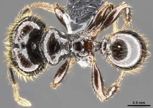 Pheidole allarmata specimen CASENT0282797 image casent0282797_1