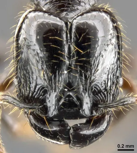 Pheidole allarmata specimen CASENT0282797 image casent0282797_2