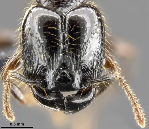 Pheidole allarmata specimen CASENT0282797 image casent0282797_3