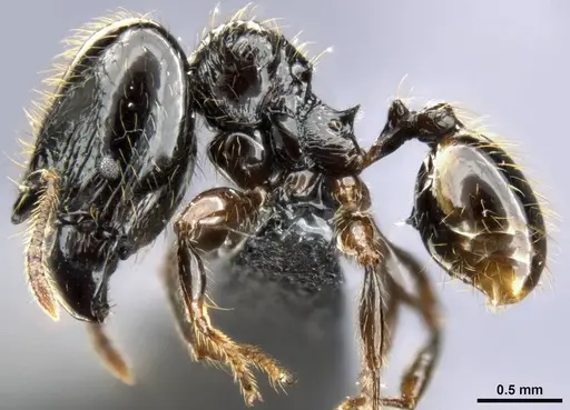 Pheidole allarmata specimen CASENT0282797 image casent0282797_4
