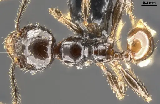 Pheidole allarmata specimen CASENT0282941 image casent0282941_1