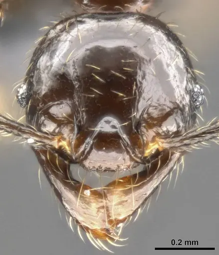 Pheidole allarmata specimen CASENT0282941 image casent0282941_2
