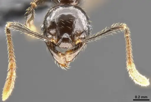 Pheidole allarmata specimen CASENT0282941 image casent0282941_3