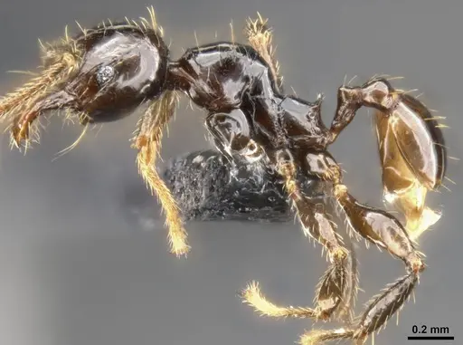 Pheidole allarmata specimen CASENT0282941 image casent0282941_4