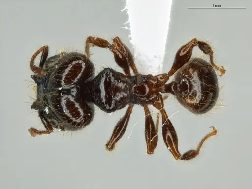 Pheidole allarmata specimen ECOFOG-IT14-0311-60-S image ecofog-it14-0311-60-s_1