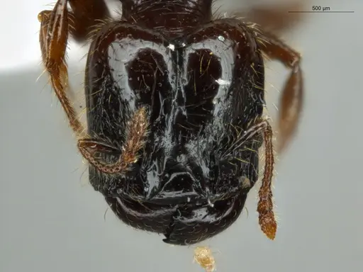 Pheidole allarmata specimen ECOFOG-IT14-0311-60-S image ecofog-it14-0311-60-s_2