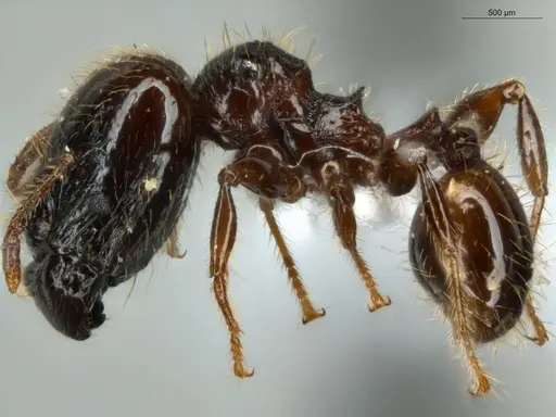 Pheidole allarmata specimen ECOFOG-IT14-0311-60-S image ecofog-it14-0311-60-s_3