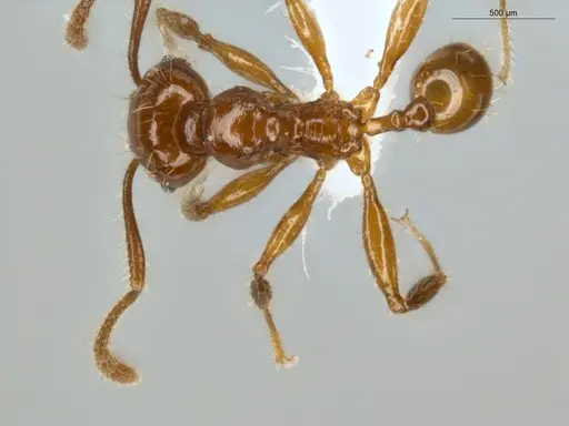 Pheidole allarmata specimen ECOFOG-IT14-0311-60 image ecofog-it14-0311-60_1
