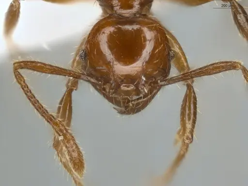Pheidole allarmata specimen ECOFOG-IT14-0311-60 image ecofog-it14-0311-60_2