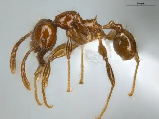 Pheidole allarmata specimen ECOFOG-IT14-0311-60 image ecofog-it14-0311-60_3