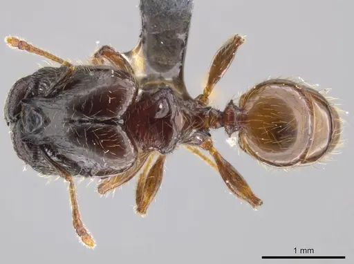 Pheidole allarmata specimen USNMENT00445114 image usnment00445114_1