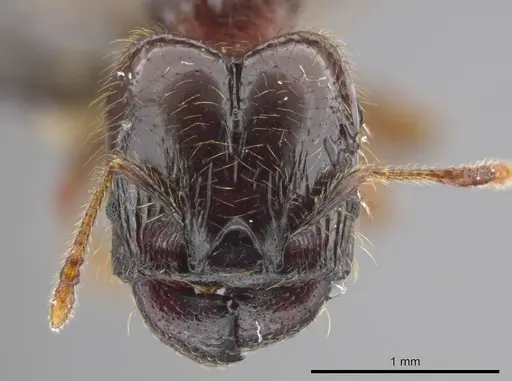 Pheidole allarmata specimen USNMENT00445114 image usnment00445114_2