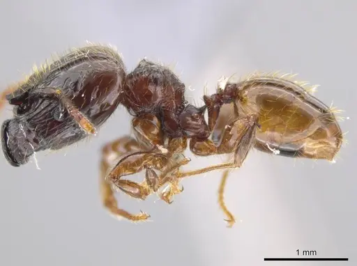Pheidole allarmata specimen USNMENT00445114 image usnment00445114_3