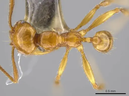 Pheidole allarmata specimen USNMENT00689909 image usnment00689909_1