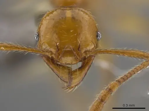 Pheidole allarmata specimen USNMENT00689909 image usnment00689909_2