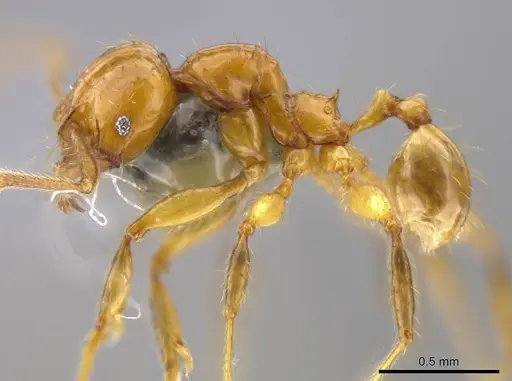 Pheidole allarmata specimen USNMENT00689909 image usnment00689909_3