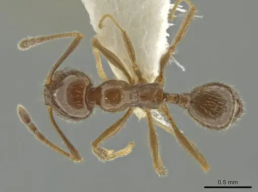 Pheidole alpestris specimen CASENT0644178 image casent0644178_1