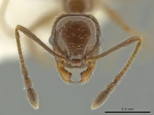Pheidole alpestris specimen CASENT0644178 image casent0644178_2