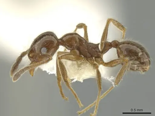 Pheidole alpestris specimen CASENT0644178 image casent0644178_3