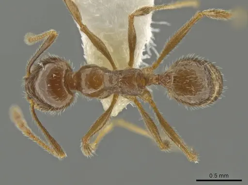 Pheidole alpestris specimen CASENT0644179 image casent0644179_1