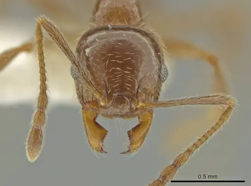 Pheidole alpestris specimen CASENT0644179 image casent0644179_2