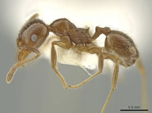 Pheidole alpestris specimen CASENT0644179 image casent0644179_3