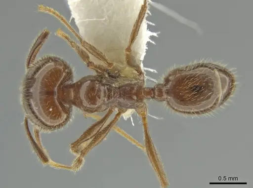 Pheidole alpestris specimen JTLC000016318 image jtlc000016318_1