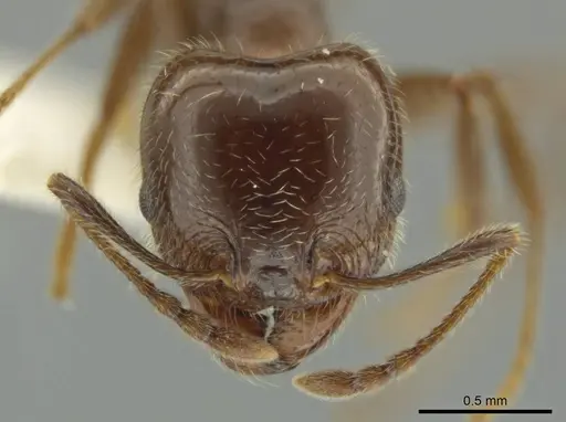 Pheidole alpestris specimen JTLC000016318 image jtlc000016318_2