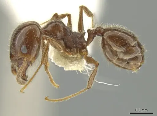 Pheidole alpestris specimen JTLC000016318 image jtlc000016318_3