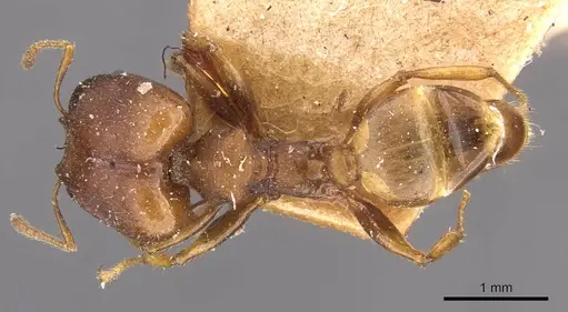Pheidole alpinensis specimen CASENT0908093 image casent0908093_1