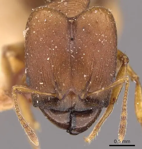 Pheidole alpinensis specimen CASENT0908093 image casent0908093_2