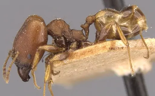Pheidole alpinensis specimen CASENT0908093 image casent0908093_3