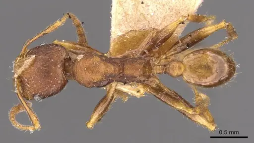 Pheidole alpinensis specimen CASENT0908094 image casent0908094_1