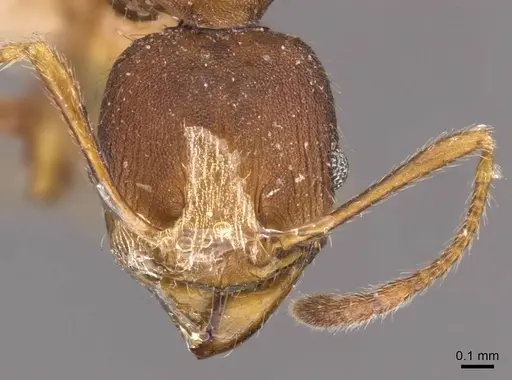 Pheidole alpinensis specimen CASENT0908094 image casent0908094_2