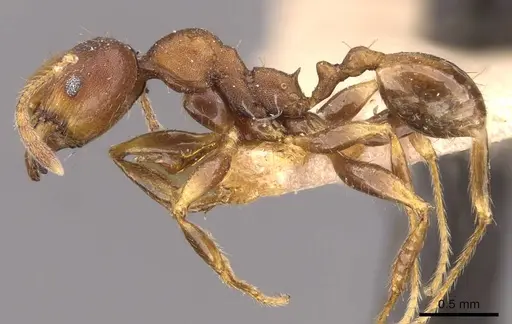 Pheidole alpinensis specimen CASENT0908094 image casent0908094_3
