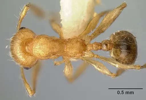 Pheidole amabilis specimen CASENT0610089 image casent0610089_1