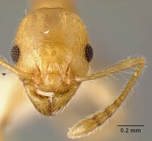 Pheidole amabilis specimen CASENT0610089 image casent0610089_2