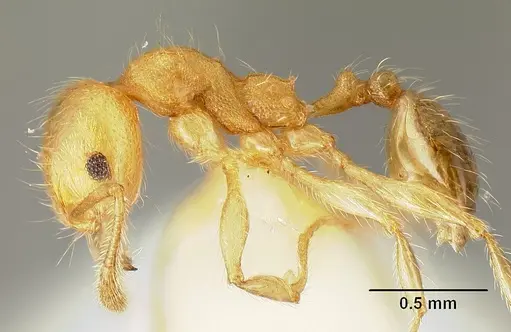 Pheidole amabilis specimen CASENT0610089 image casent0610089_3