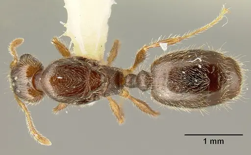 Pheidole amabilis specimen CASENT0610090 image casent0610090_1