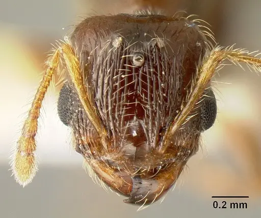 Pheidole amabilis specimen CASENT0610090 image casent0610090_2