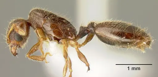 Pheidole amabilis specimen CASENT0610090 image casent0610090_3