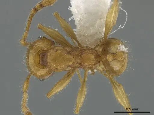 Pheidole amabilis specimen CASENT0611944 image casent0611944_1