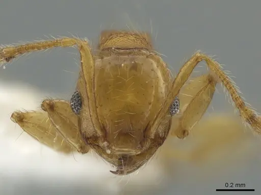 Pheidole amabilis specimen CASENT0611944 image casent0611944_2