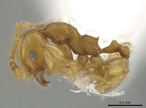 Pheidole amabilis specimen CASENT0611944 image casent0611944_3