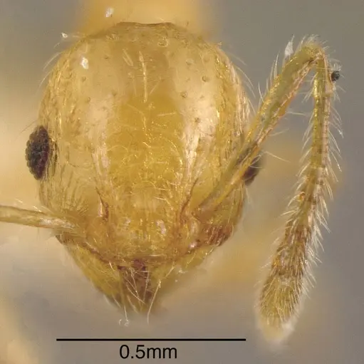 Pheidole amabilis specimen CASENT0635432 image casent0635432_1